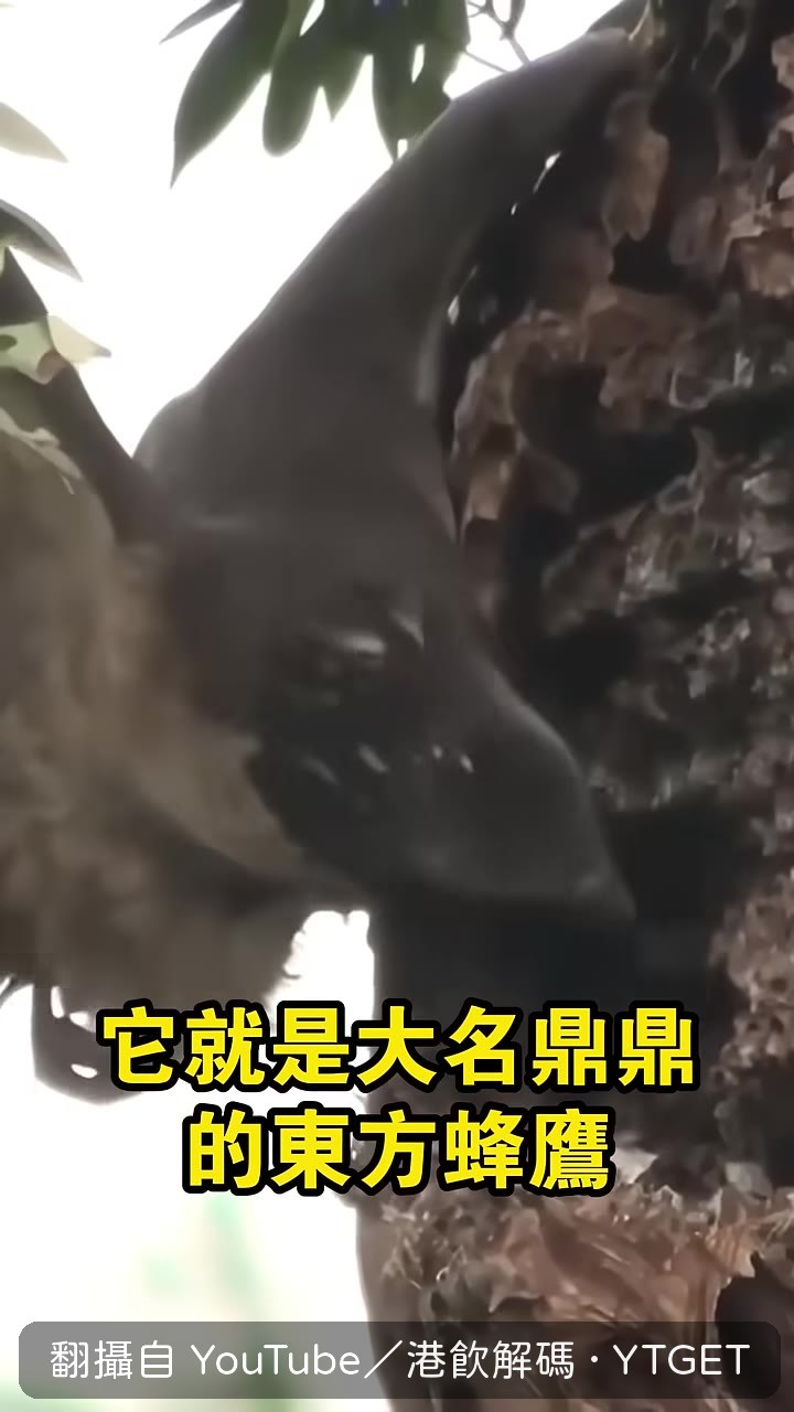 外國學者看到東方蜂鷹嚇傻