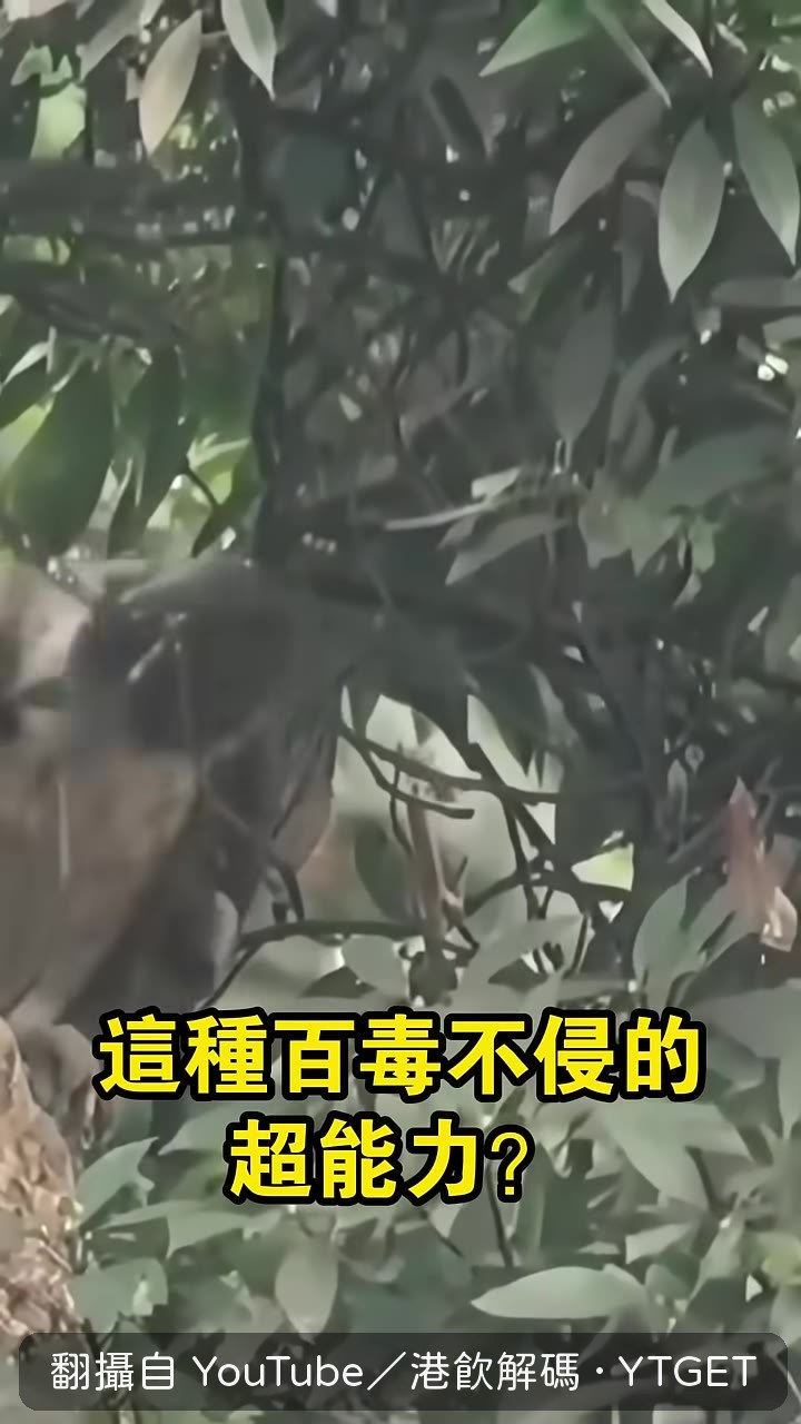 鱗片狀羽毛像鎖子甲