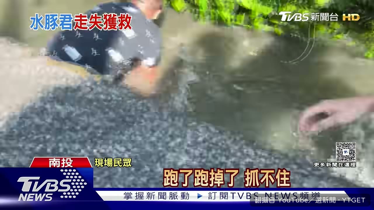 民眾跳進水溝追捕水豚