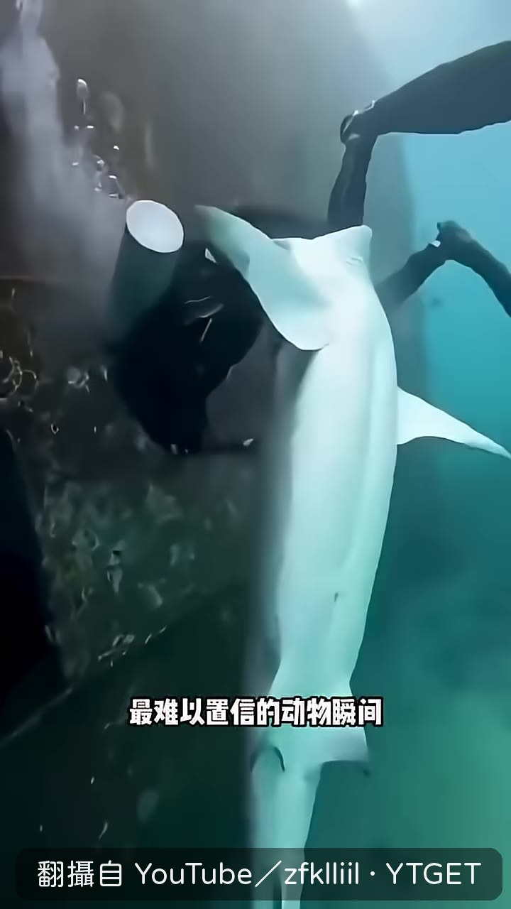 北極熊從背後逼近海豹