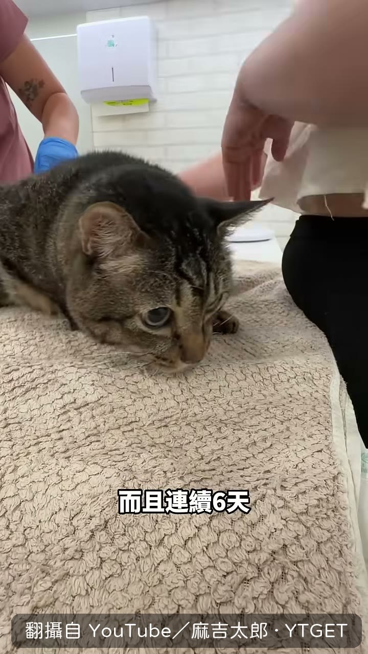 每天都要幫阿棘擠便便和尿尿
