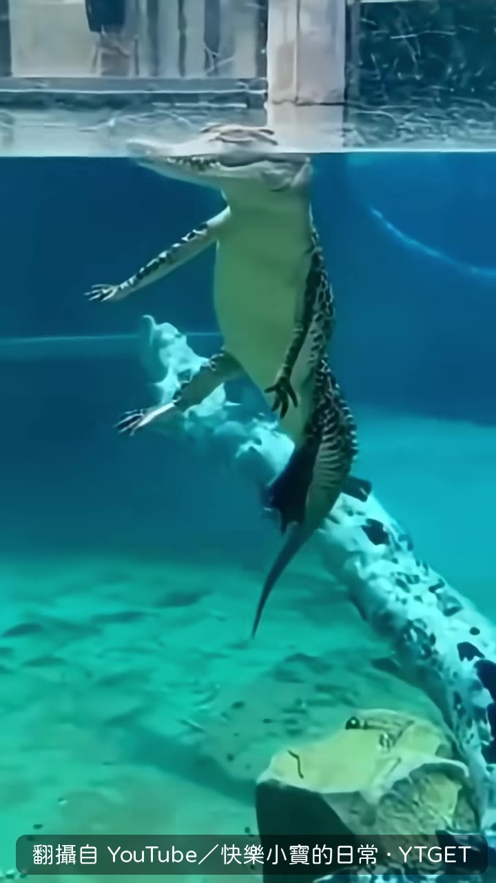 水中的大號壁虎