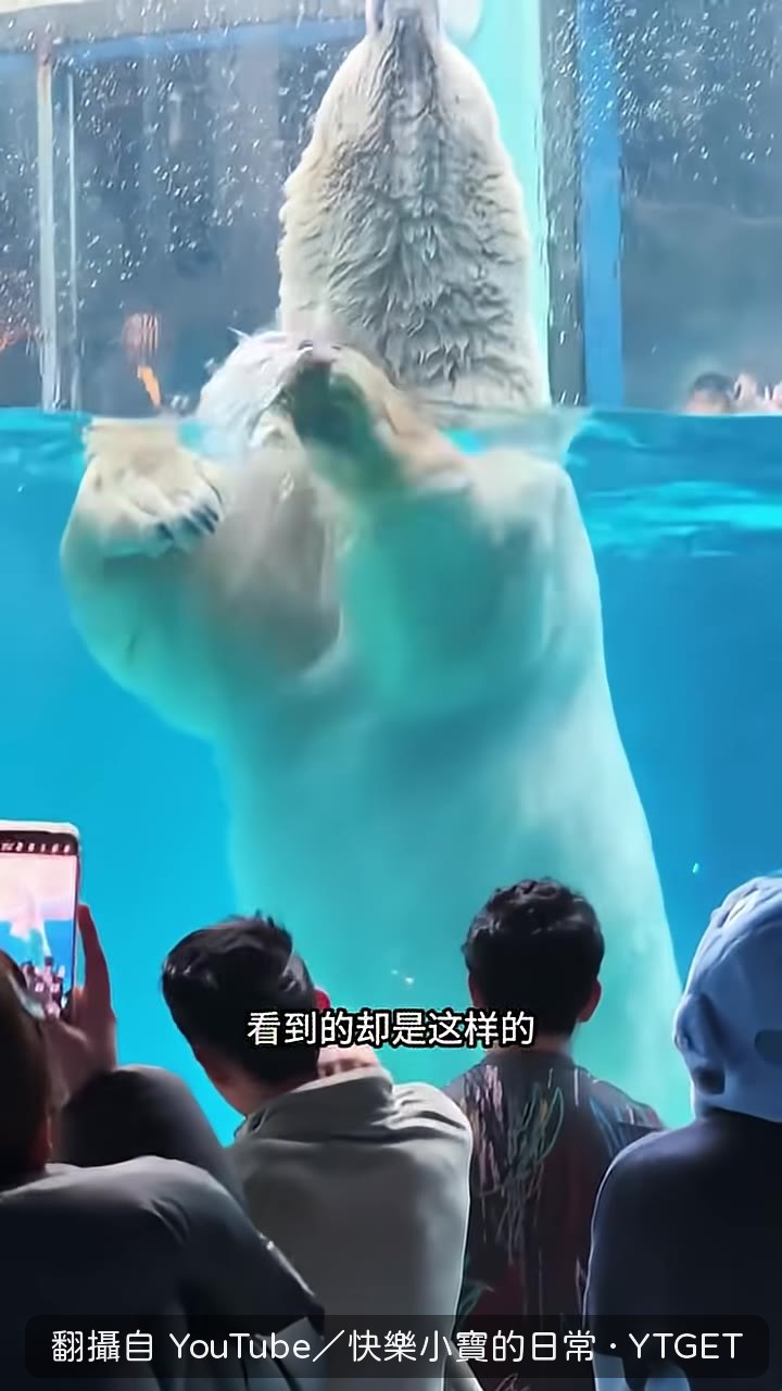北極熊的偷感走路姿勢