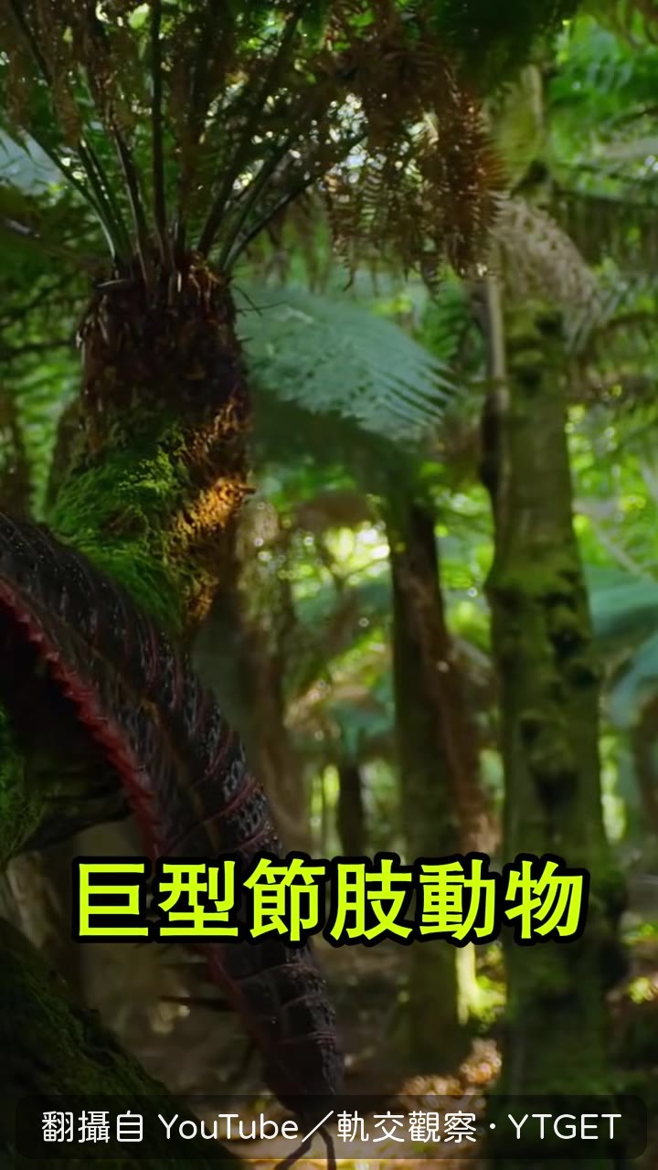 巨型蜈蚣倒掛樹枝咬住野鳥