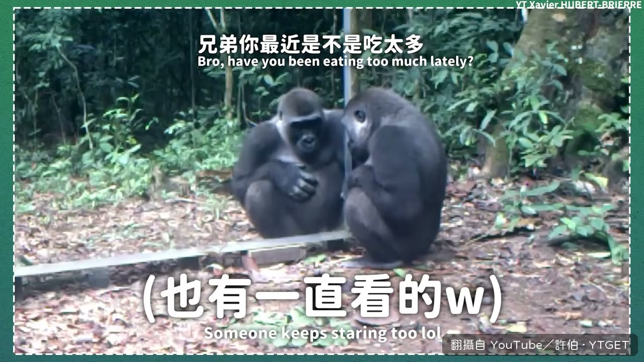 討論銀背大猩猩的力量