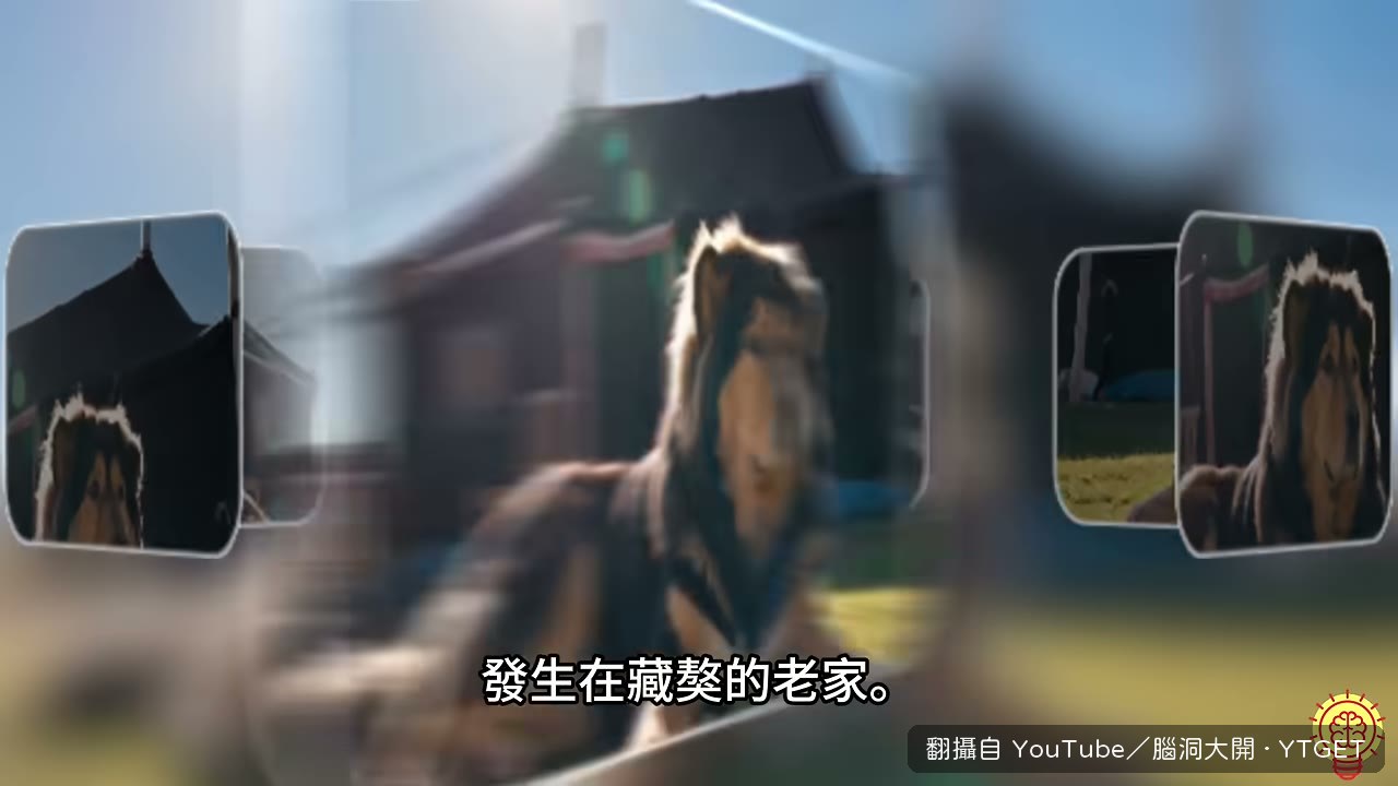 青海寺廟周邊聚集數百隻流浪藏獒