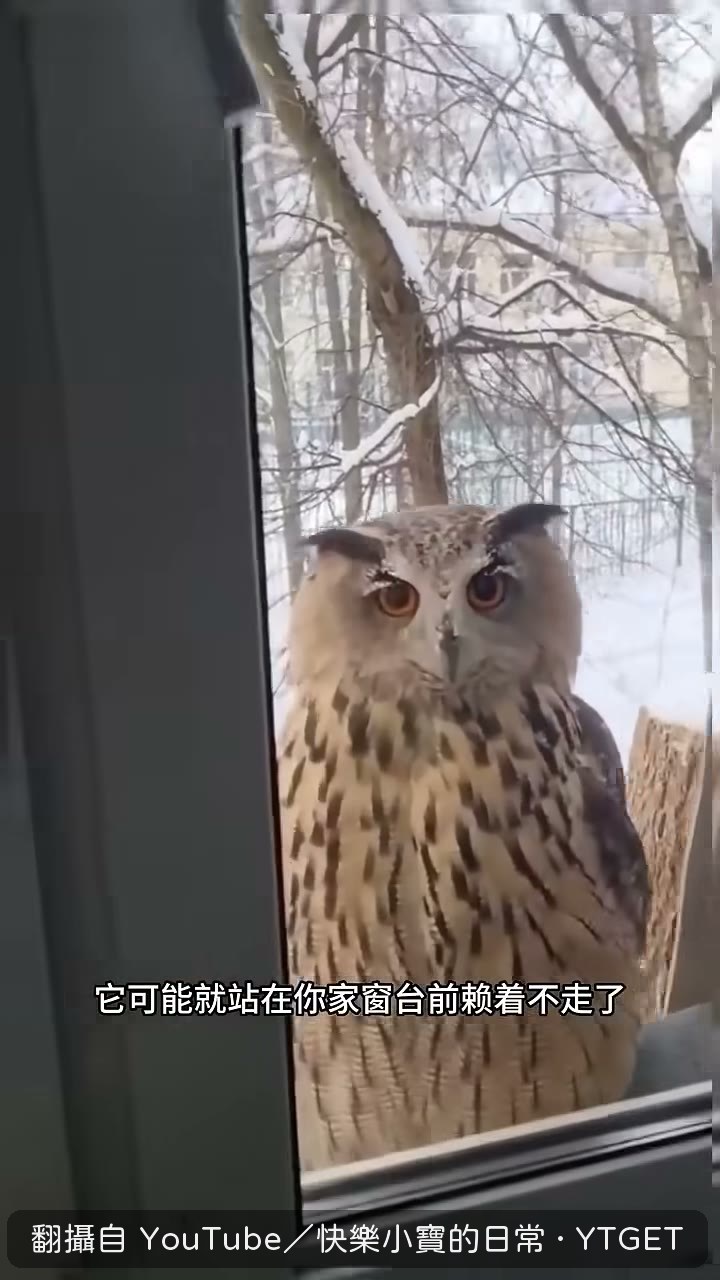 拔一根羽毛,牠轉頭一臉疑惑
