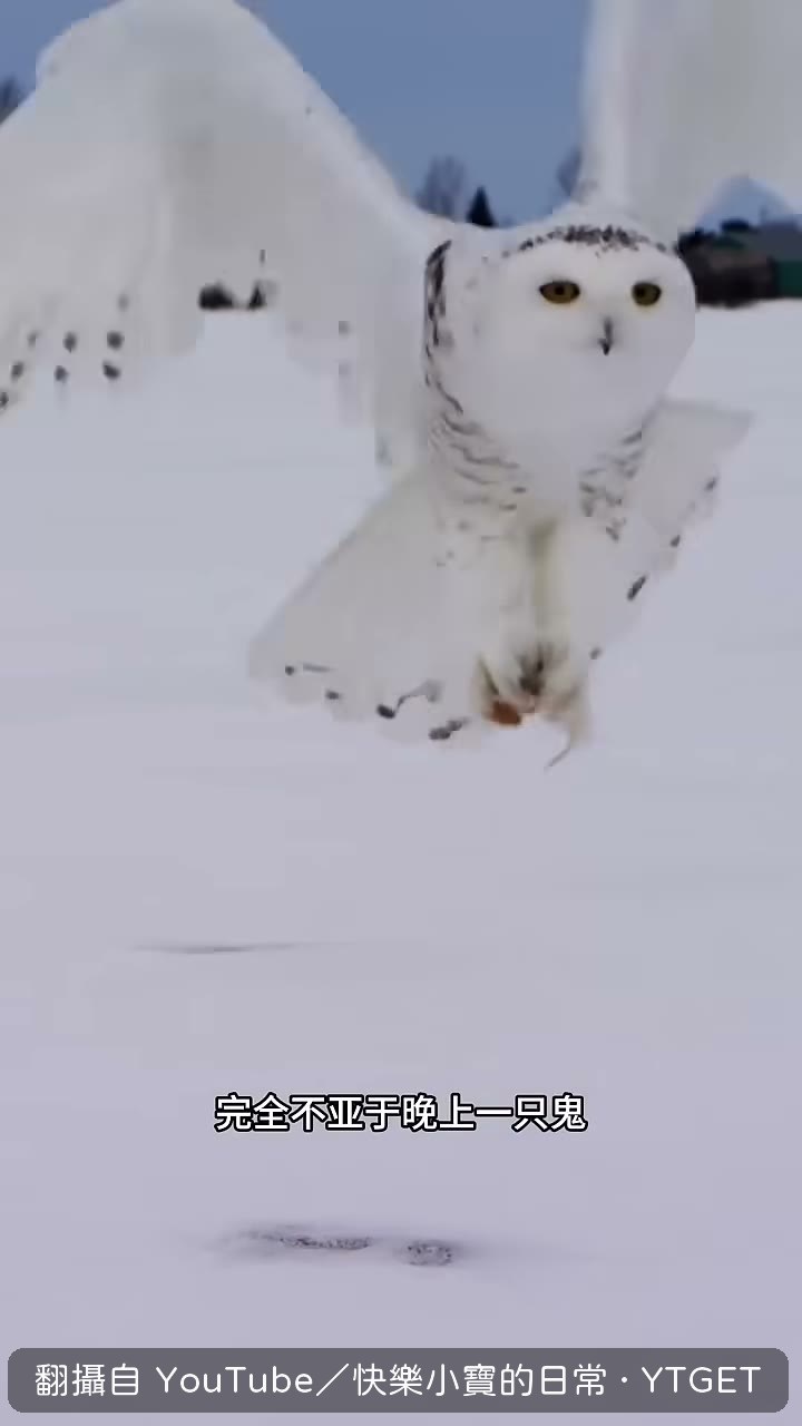 研究人員播放三種鳥的飛行噪音