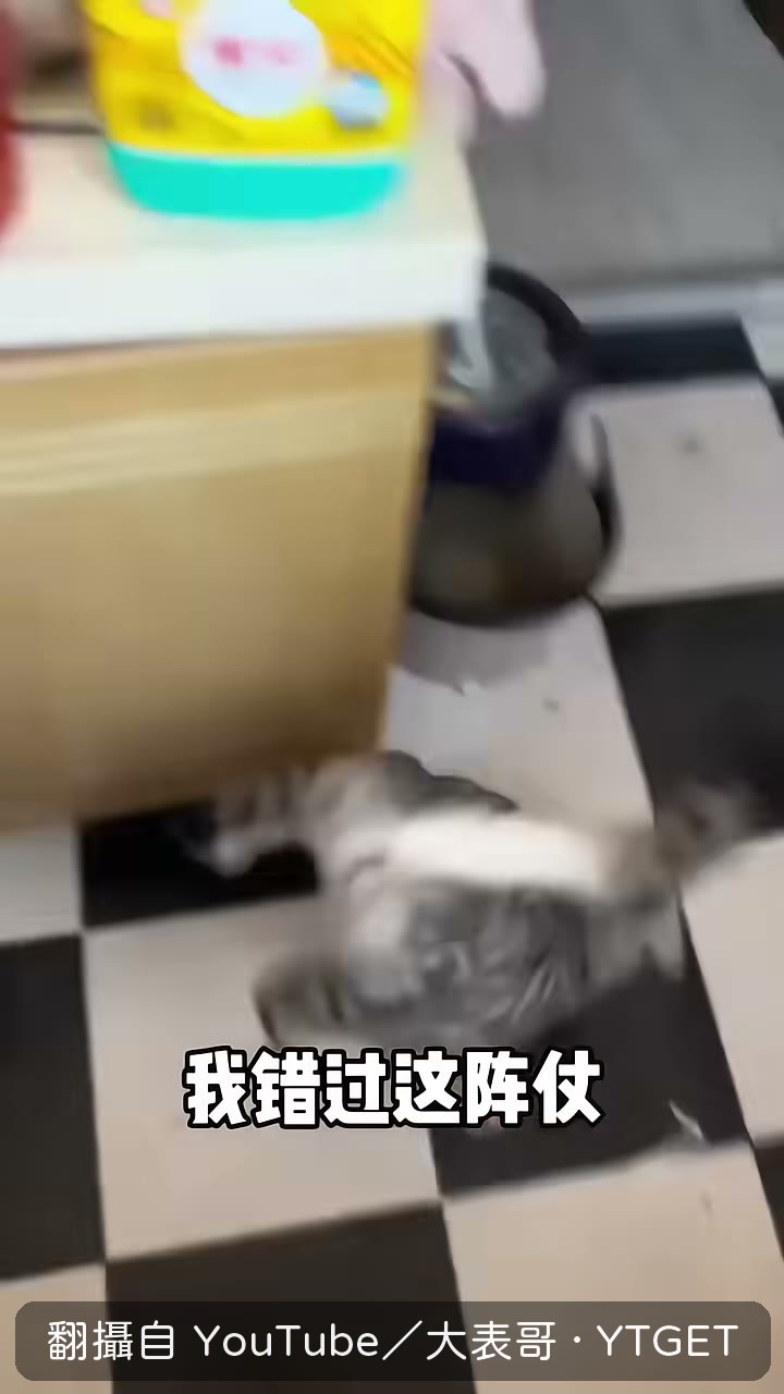 貓一口咬住老鼠