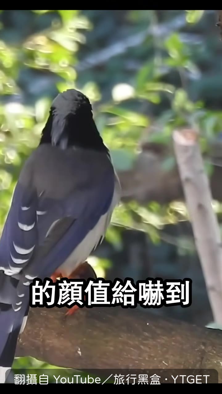 寶藍羽毛在陽光下閃閃發光