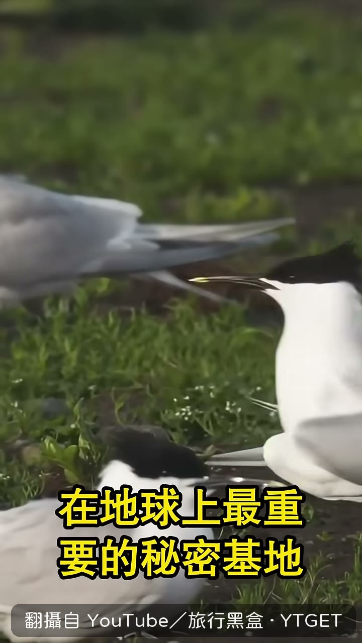 馬祖無人島成為全球保育焦點
