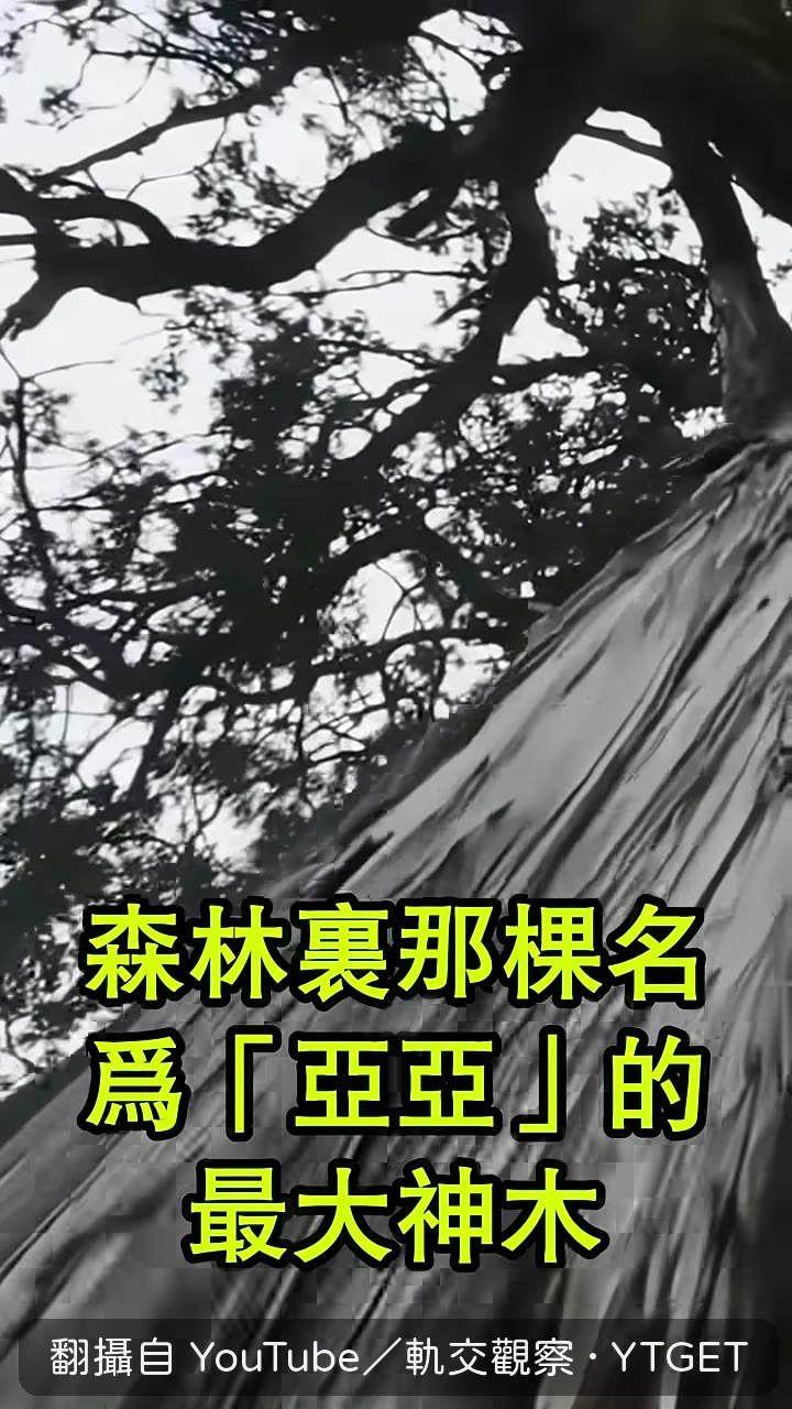 亞亞神木需要20幾人才能環抱