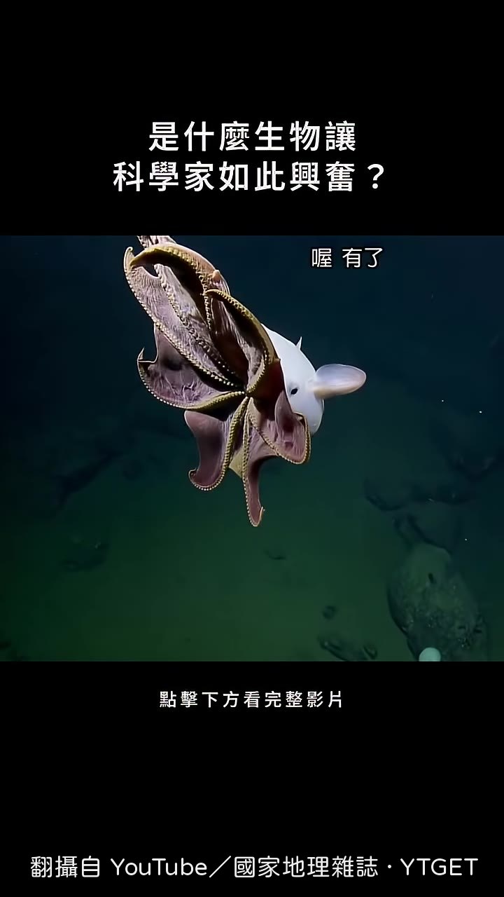 小飛象章魚對著鏡頭擺姿勢