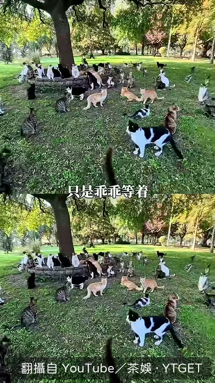 茶娛拿出更多貓糧和盤子