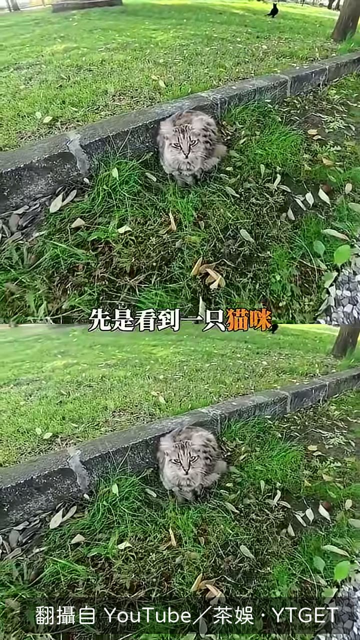茶娛在公園裡準備開罐頭