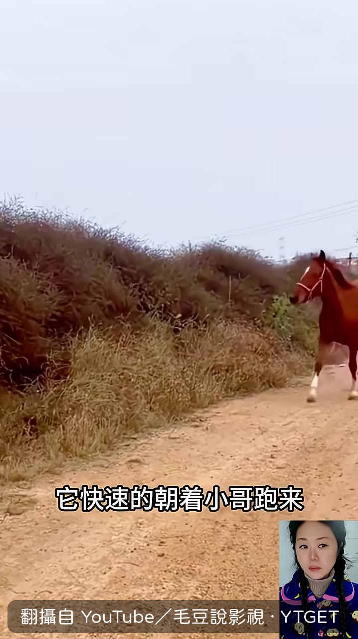 馬兒對小哥點頭感謝
