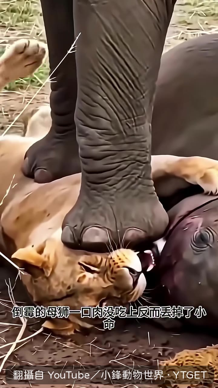 獵狗撿到獅子屍體