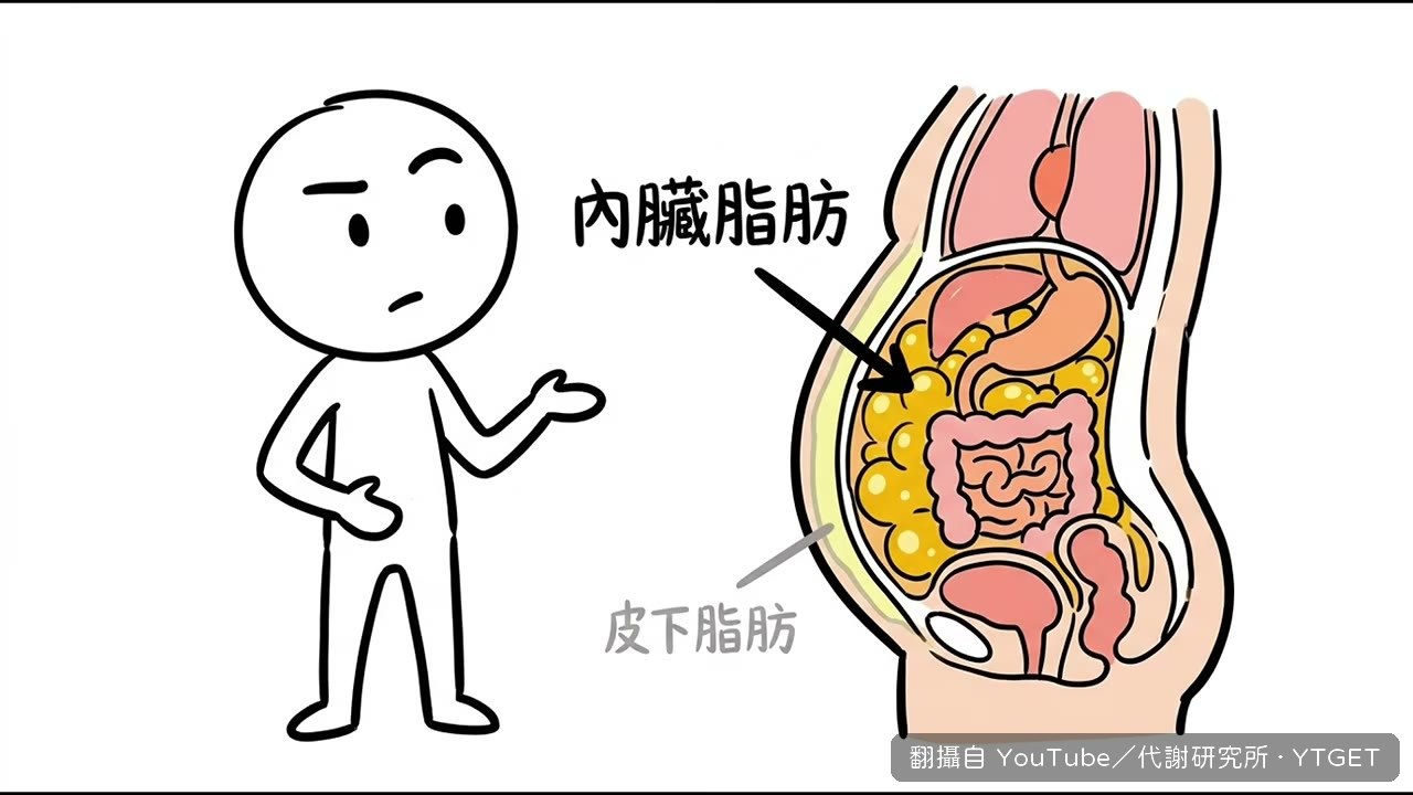 內臟脂肪藏在腹腔器官周圍
