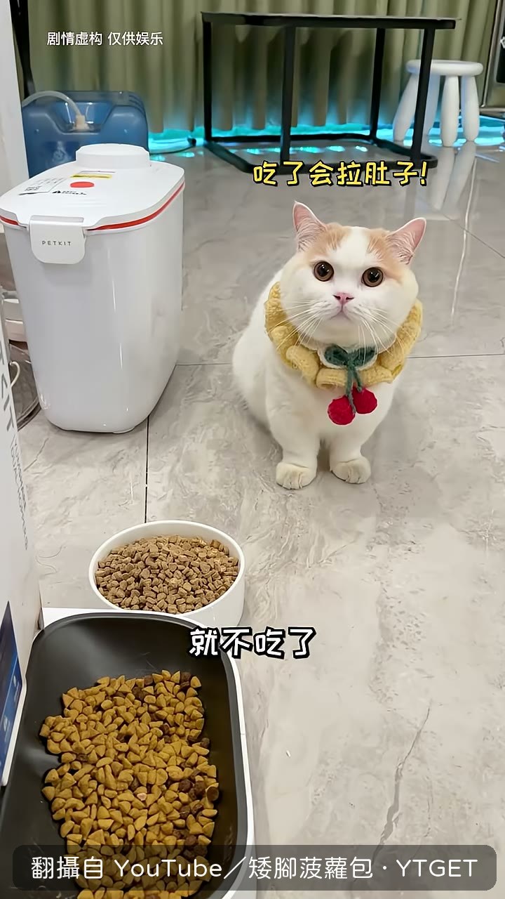 爸爸假裝炒貓糧給牠吃