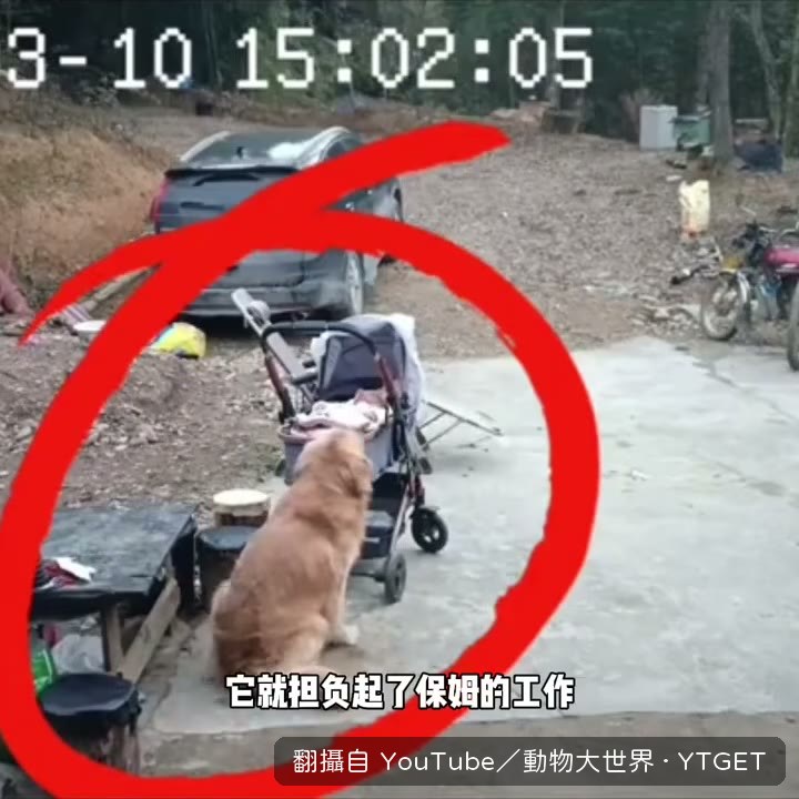 冬瓜拉住溜車的嬰兒車