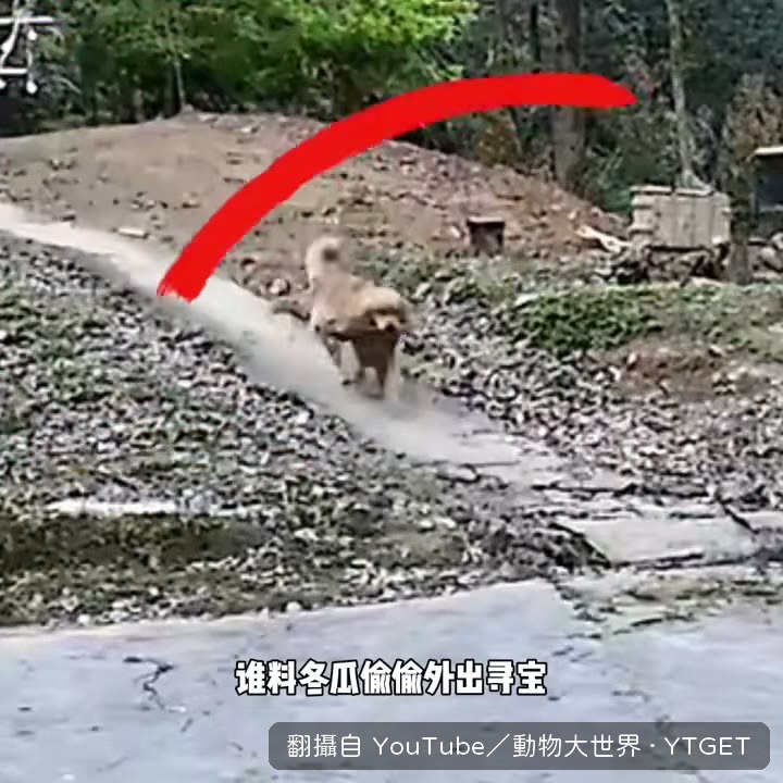 冬瓜叼回第一顆馬蜂窩