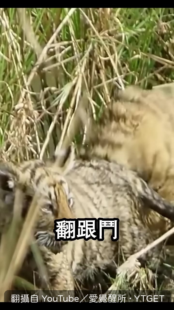 石虎寶寶在田埂上翻跟斗