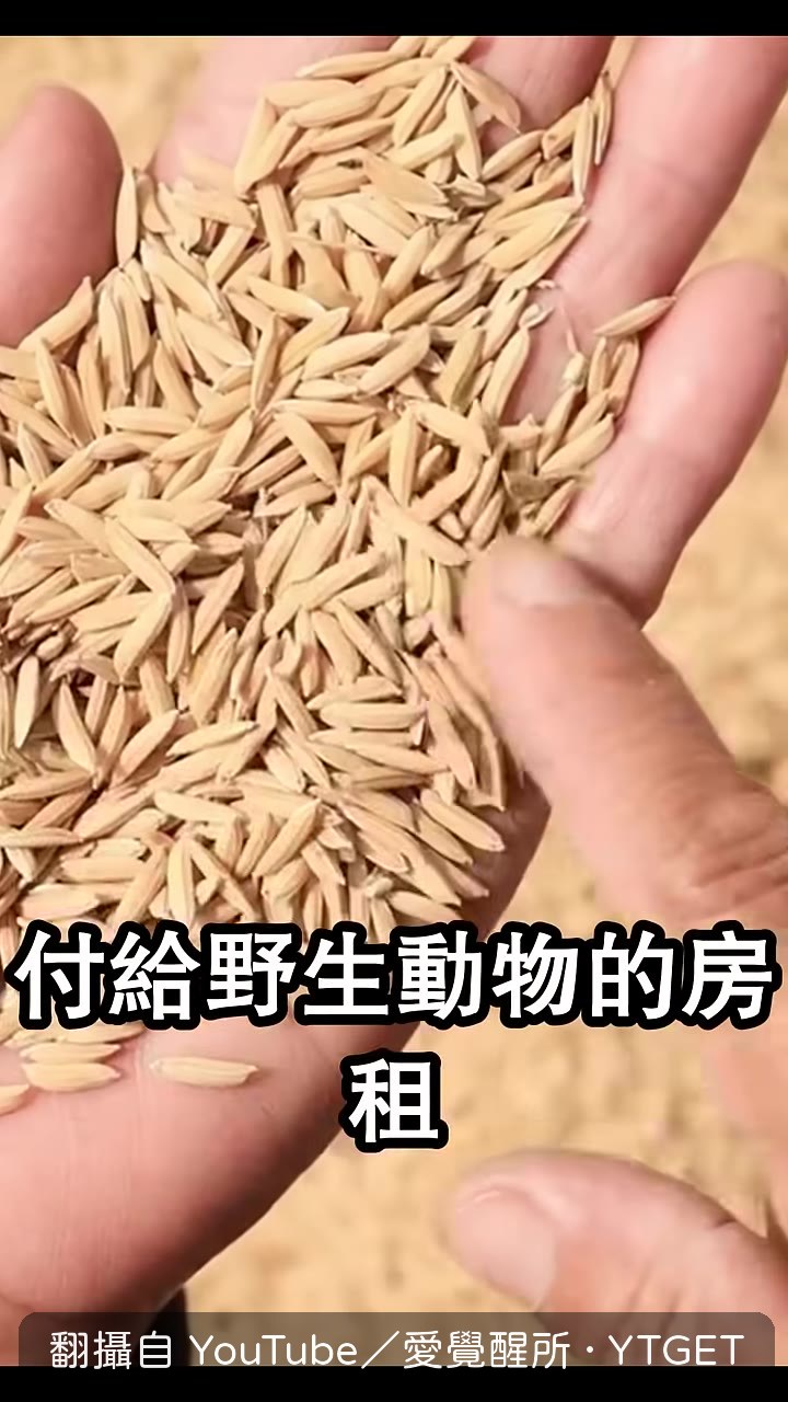 農夫把稻穀留給石虎當房租
