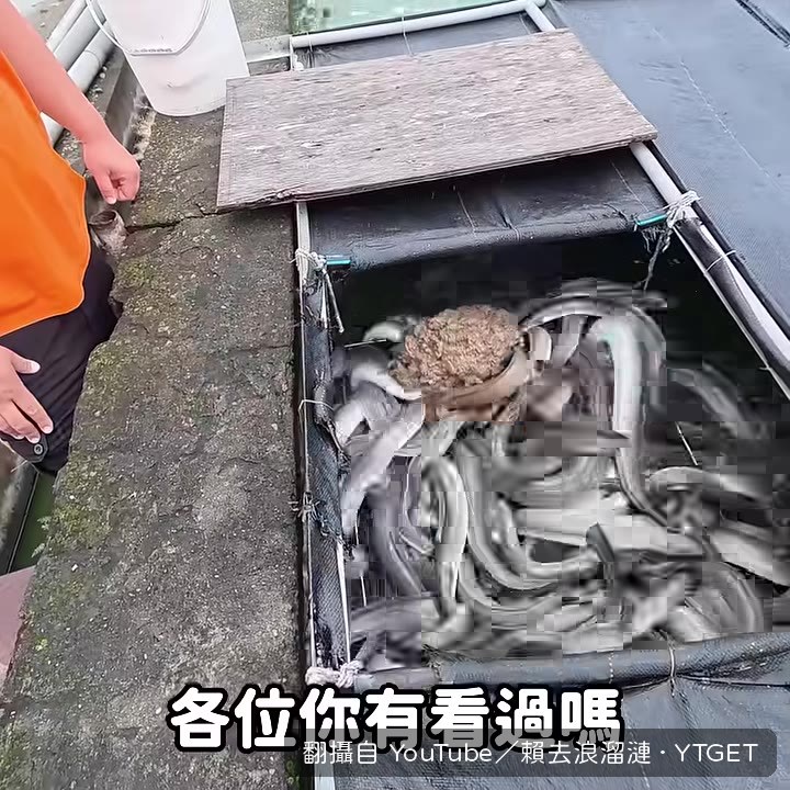 肉塊餵食示範