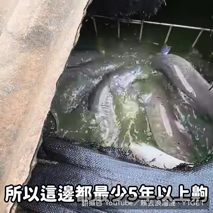 這池鰻魚從2017年開始養