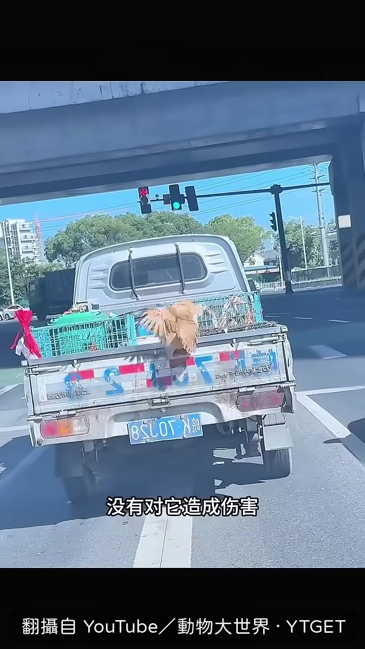 男人將母雞抱上車