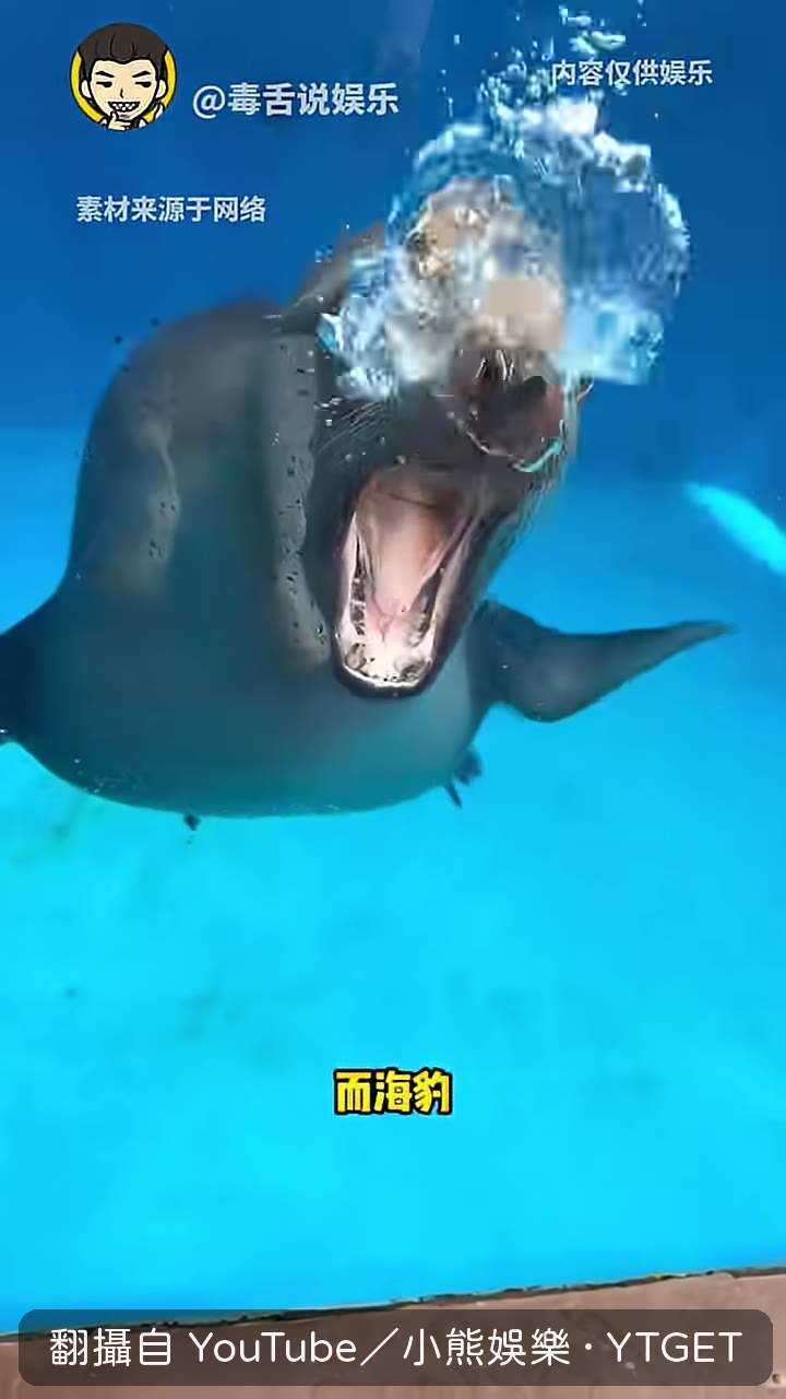 海豹鼻孔進化成開關
