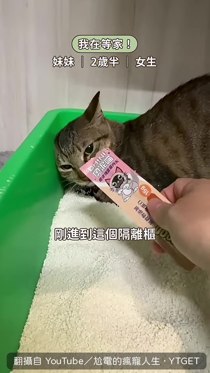 剛進隔離櫃就躲在貓砂盆裡