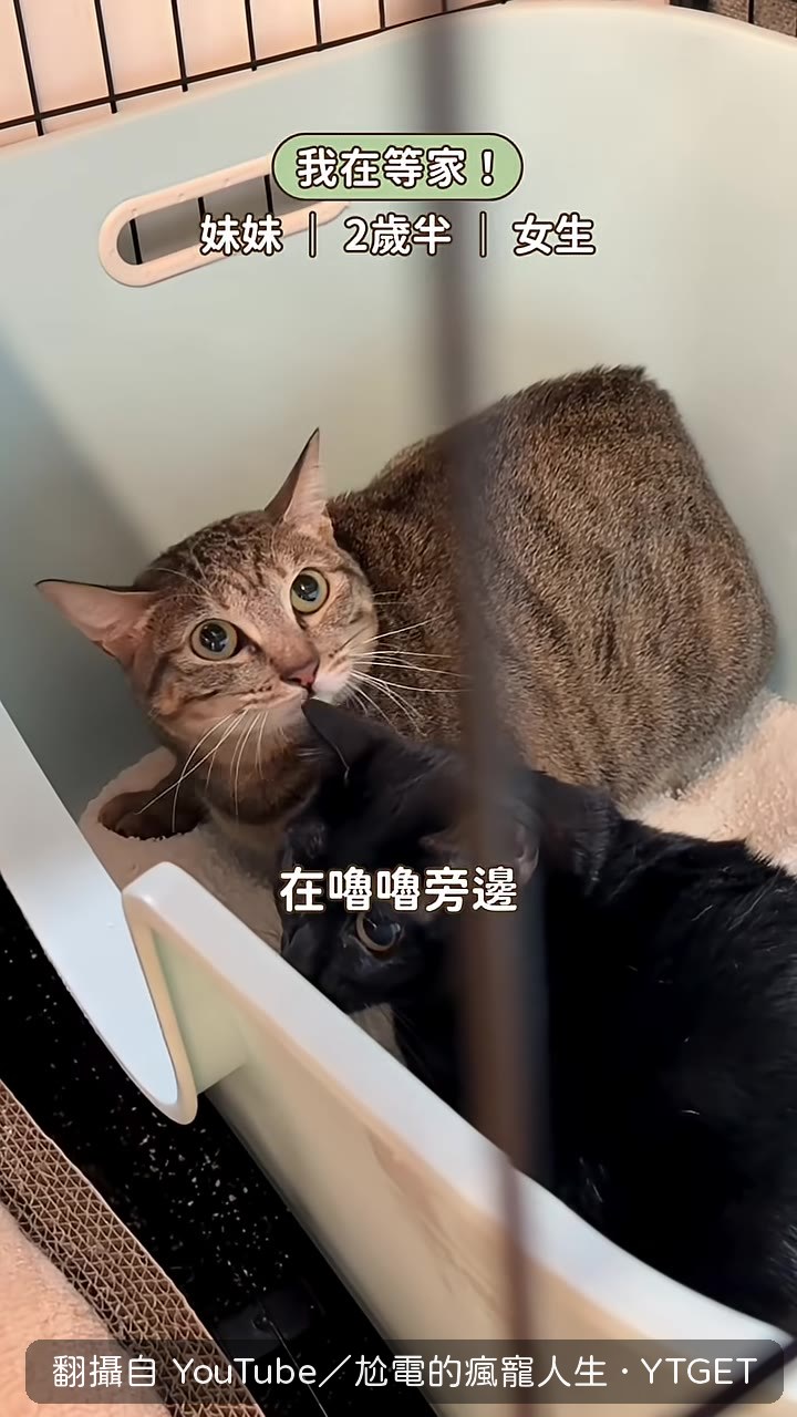 在Lulu旁邊明顯放鬆下來