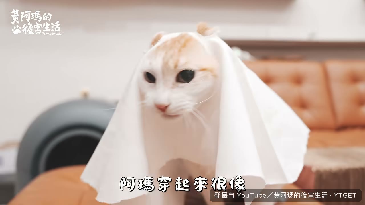 阿瑪穿起來像新娘頭紗