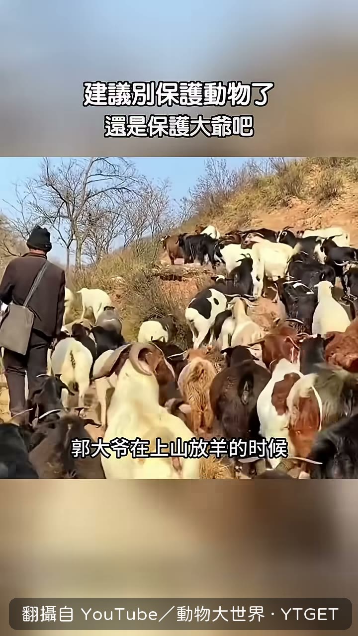 郭大爺上山放羊時發現兩隻酷似鳳凰的雞