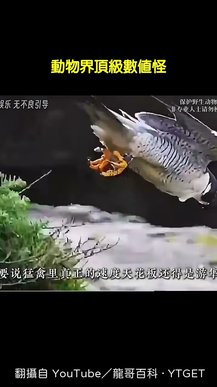 遊隼俯衝時速逼近四百公里
