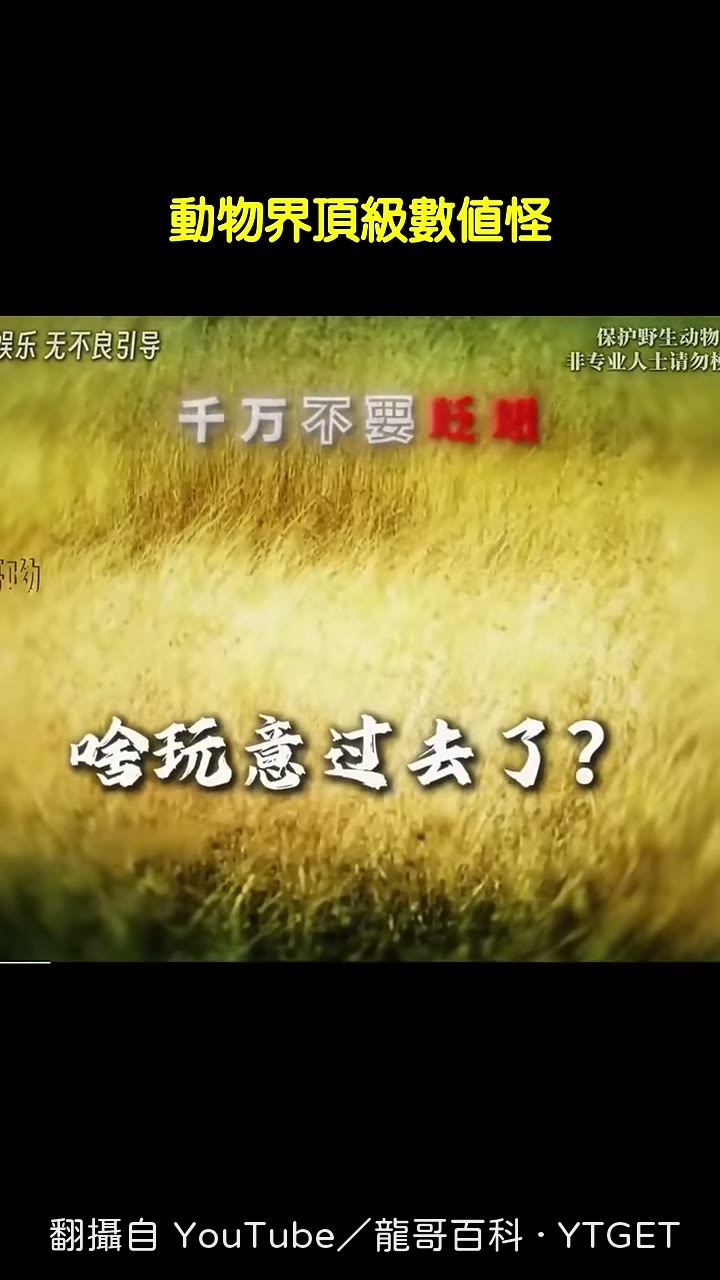 獵豹三秒破百,羚羊只能靠變相求生