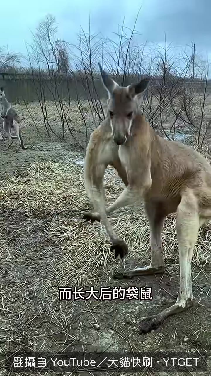 長大後的袋鼠站起來有兩米高