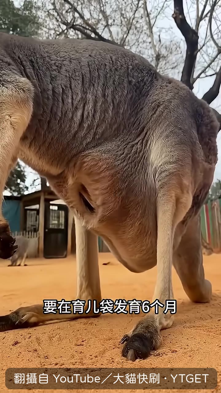 小袋鼠第一次鑽出育兒袋