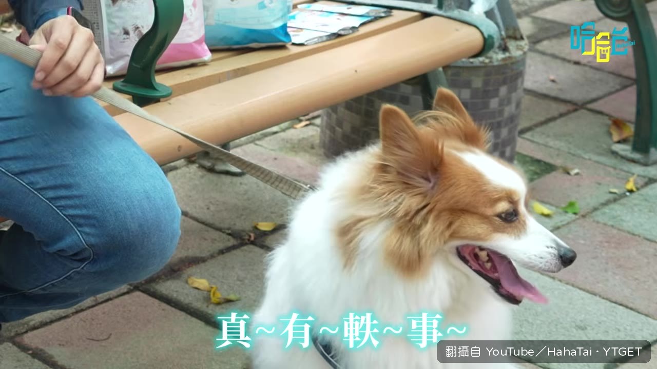 貓奴分享主子只愛紙箱不玩貓跳台