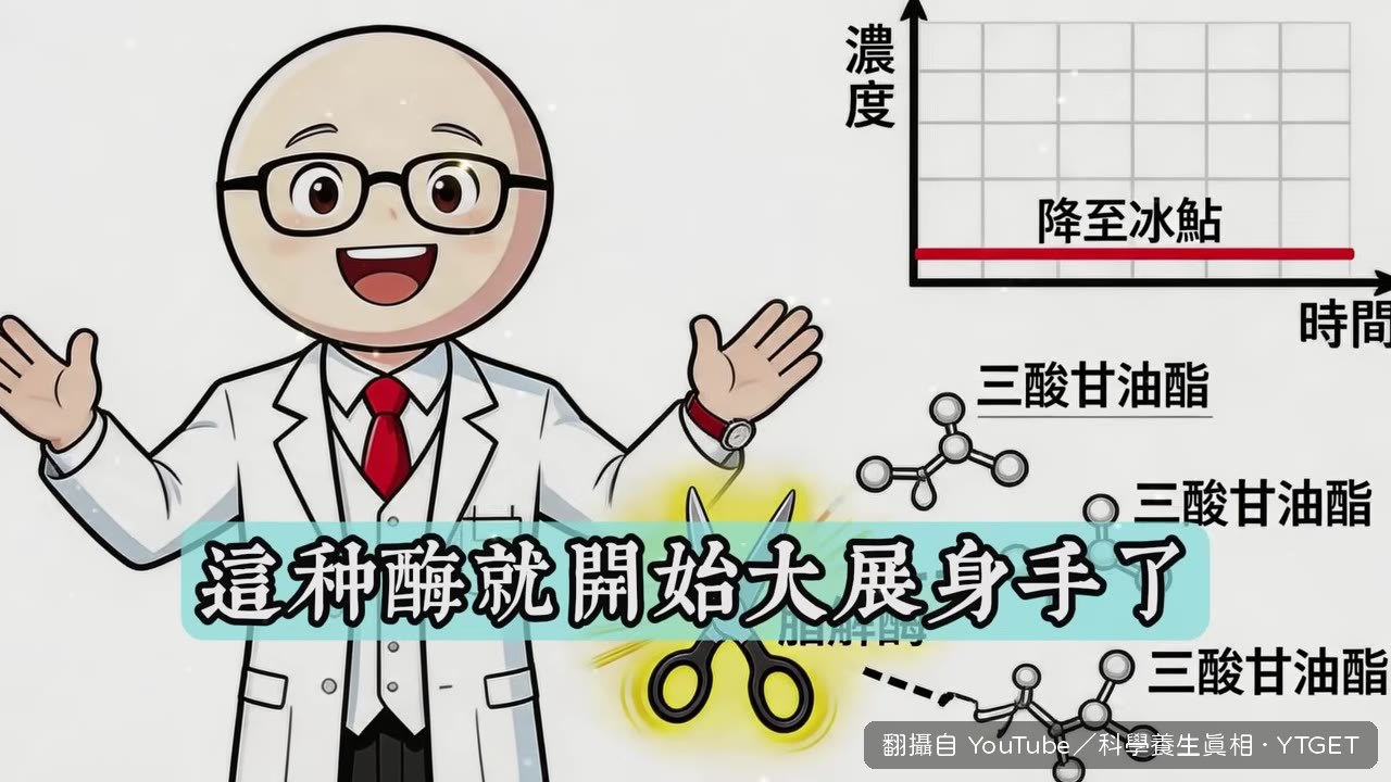 脂肪被拆解成脂肪酸釋放