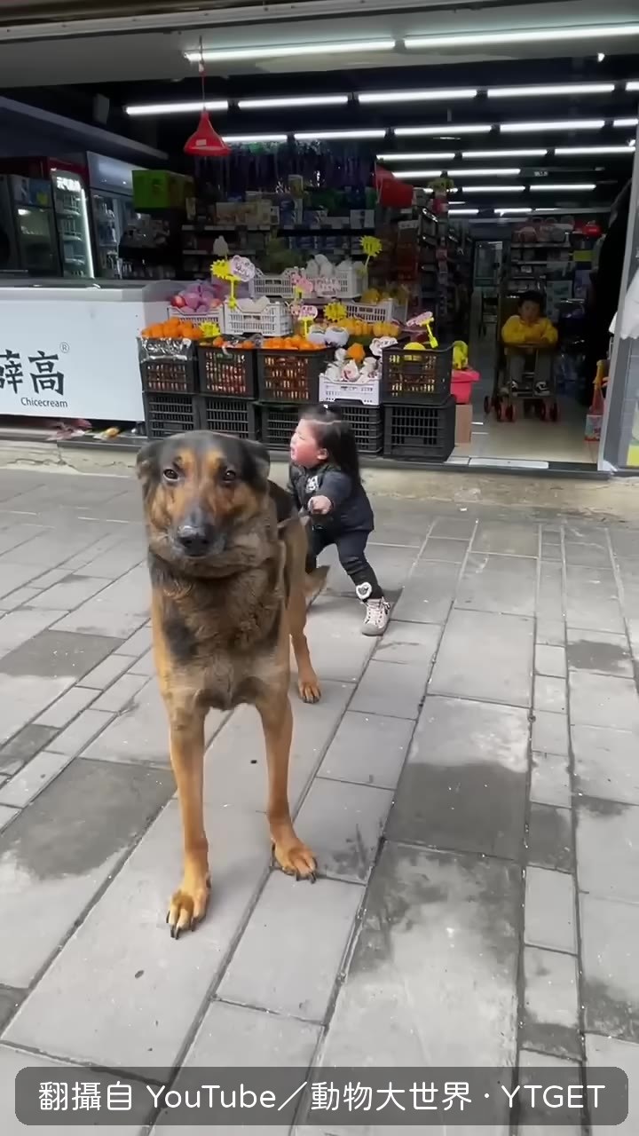 小女孩拉著德牧進超市