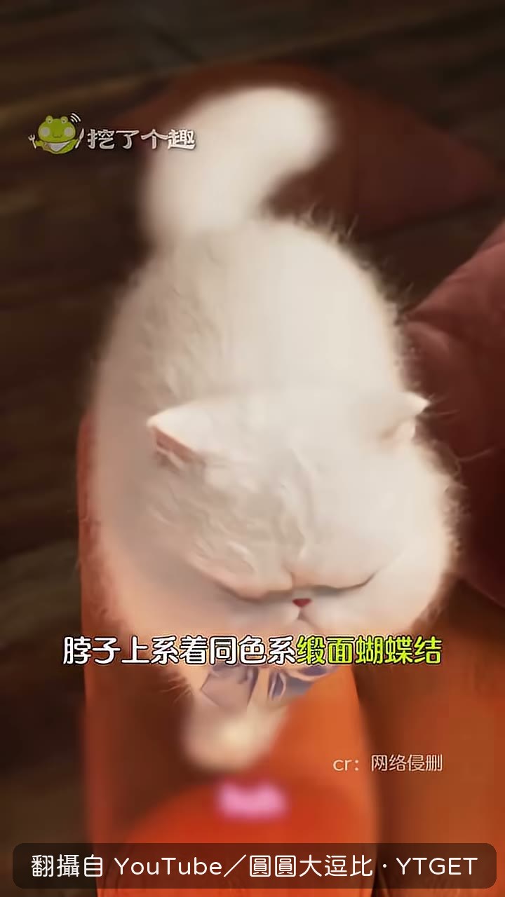 凱特脖子上繫著蝴蝶結