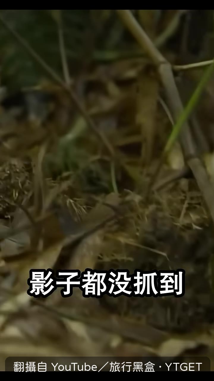 團隊蹲點13年,連半張雲豹影子都沒拍到