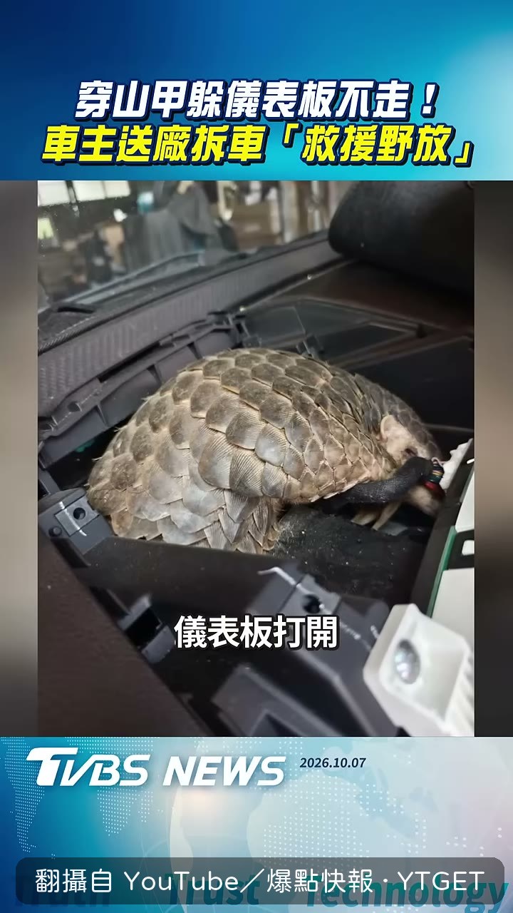 穿山甲用手遮臉躲在車內
