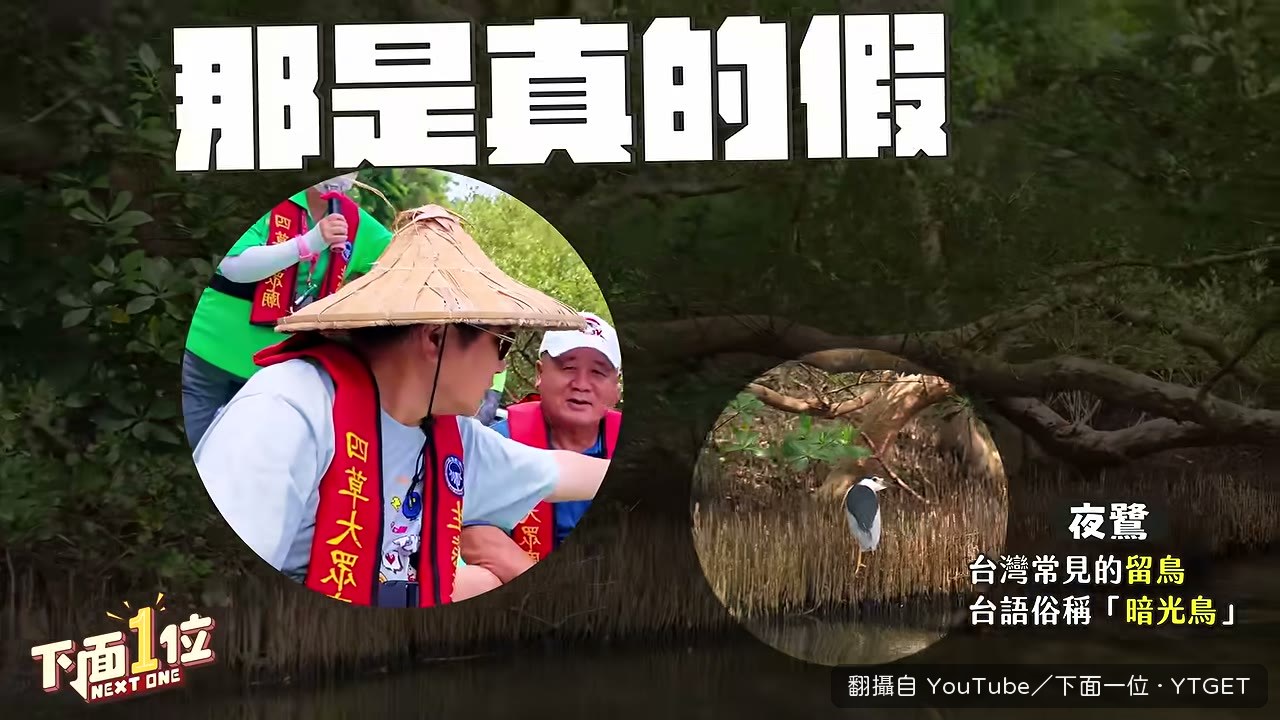 解說員介紹暗光鳥