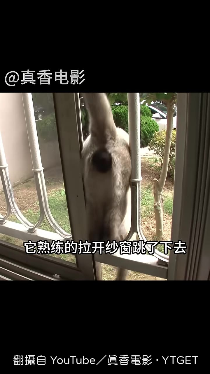 貓咪熟練拉開紗窗跳出去