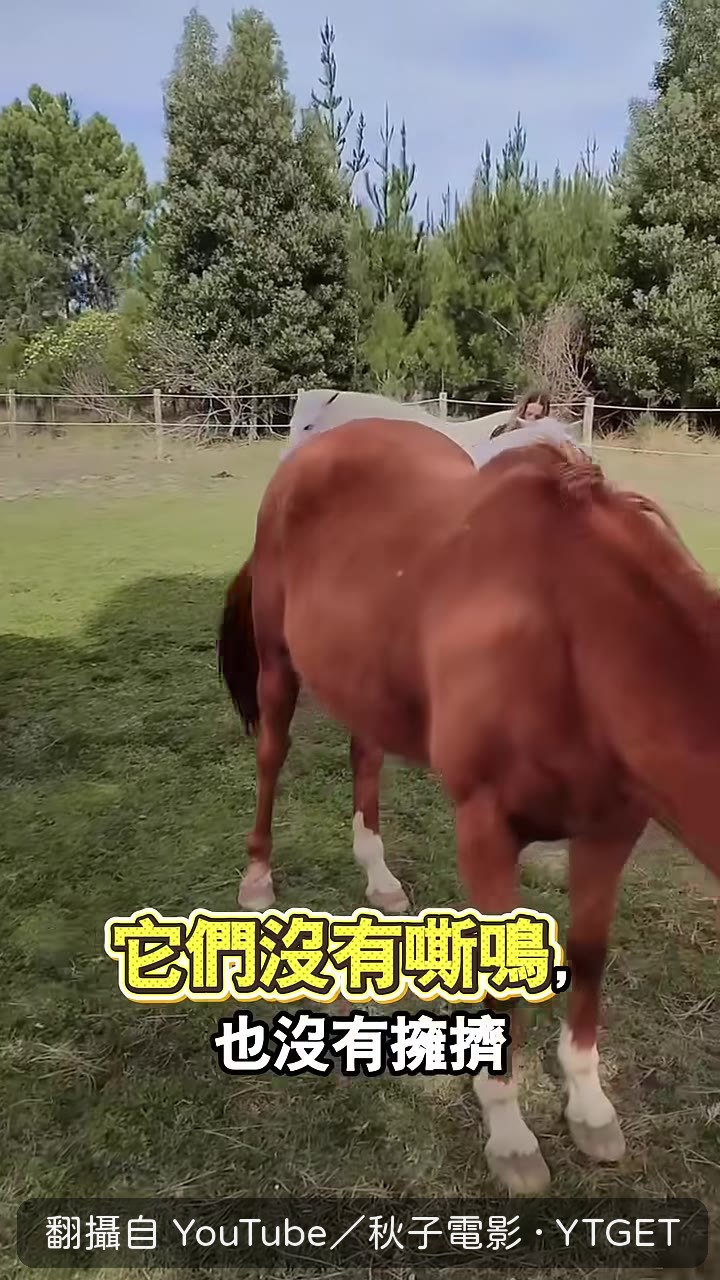馬群安靜圍在床邊