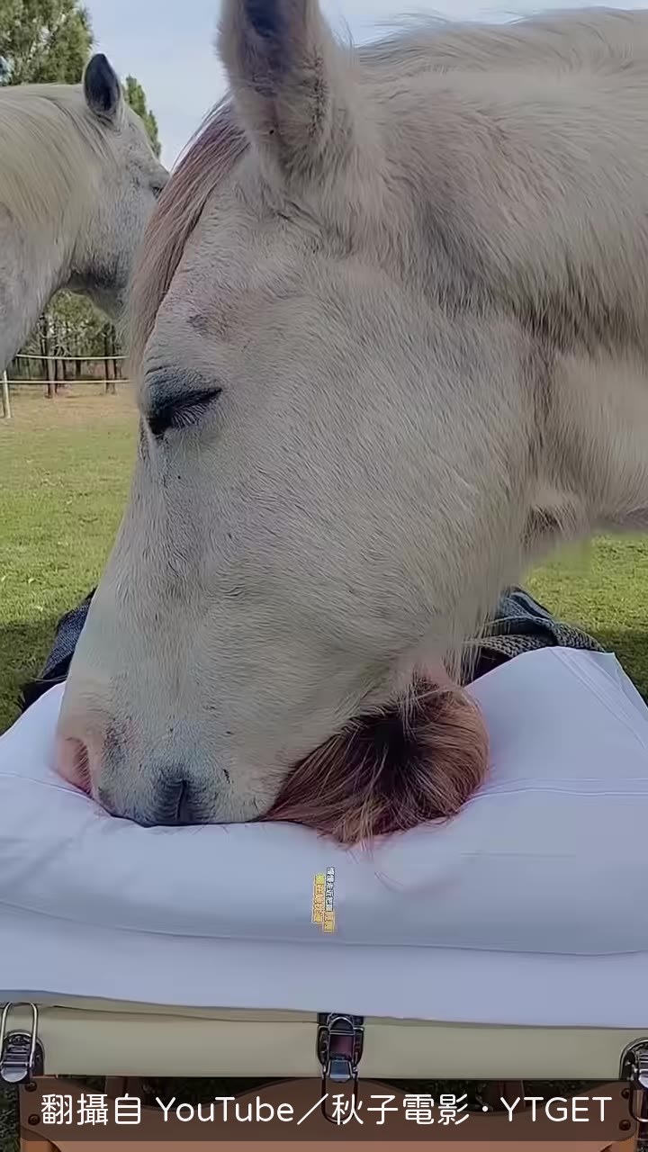 馬把頭擱在她枕邊