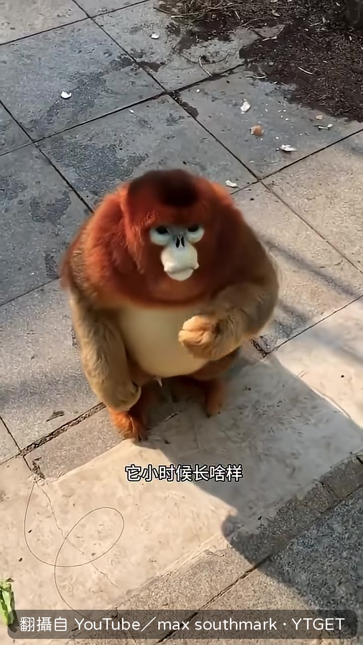 金絲猴幼崽超萌
